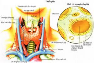 Chẩn đoán và điều trị bướu nhân tuyến giáp - P.1 Lâm sàng, chẩn đoán